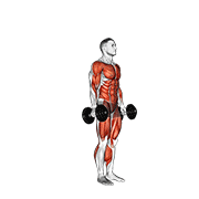 Burpee haltères