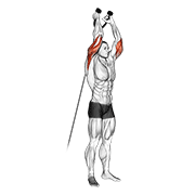 Extension triceps poulie haute