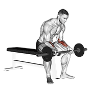 Curl poignet barre assis