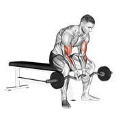 Curl biceps concentration Barre EZ