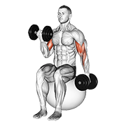 Curl biceps sur ballon alterné