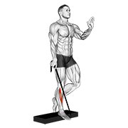 Tibialis anterior élastique
