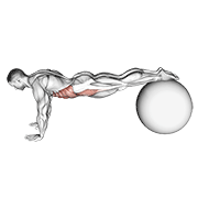Gainage genoux ballon