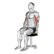 Curl biceps élastique assis