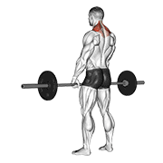 Shrug barre