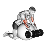 Curl pupitre sur ballon
