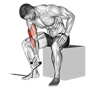 Curl biceps concentration élastique