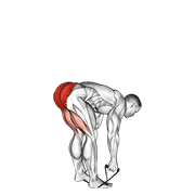 Deadlift jambes tendues élastique