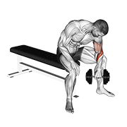 Curl biceps concentration inversé
