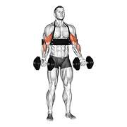 Curl haltères avec arm blaster