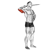 Extension triceps élastique