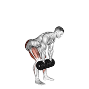Deadlift roumain haltères