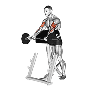 Curl Spider barre EZ