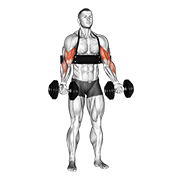 Curl biceps haltères