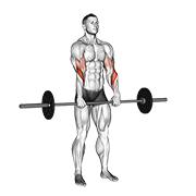 Curl inversé barre