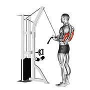 Extension triceps poulie inversée avec barre