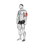 Étirement triceps