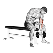Curl biceps concentration sur banc