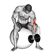Curl biceps concentration sur ballon