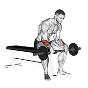 Curl poignet inversé barre assis
